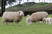 Sheep And Lambs