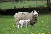 Thumbnail image of Sheep and Lambs
