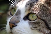 Thumbnail image of Tabby / white cat close up
