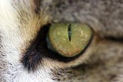 Thumbnail image of Cats Eye