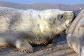 Thumbnail image of Grey Seal Pup