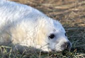 Thumbnail image of Grey Seal pup