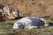 Thumbnail image of Grey Seal pup