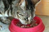 Thumbnail image of Cat Eating