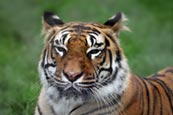 Thumbnail image of Amur Tiger (Panthera tigris altaica)