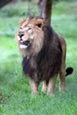 Thumbnail image of Asiatic Lion (Panthera leo persica)