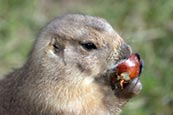 Thumbnail image of Prairie Marmot (Cynomys ludovicianus)