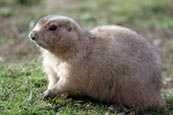 Prairie Marmot (Cynomys Ludovicianus)