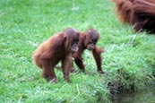 Thumbnail image of Orang-utan (Pongo pygmaeus)