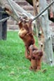 Thumbnail image of Orang-utan (Pongo pygmaeus)