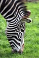Thumbnail image of Grevy