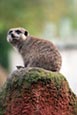 Meerkat (Suricata Suricata)