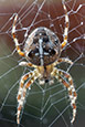 Thumbnail image of European Garden Spider