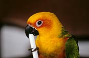 Sunn Conure Parrot, Aratinga Solstitialis