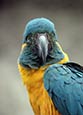 Blue-throated Macaw (Ara Glaucogularis)