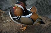 Mandarin Duck (Aix Galericulata)