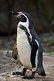 Humboldt Penguin (Spheniscus Humboldti)