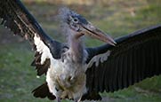 Marabou Stork (Leptoptilos Crumeniferus)