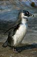 African Penguin (Spheniscus Demersus)