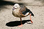 Orinoco Goose - Neochen Jubata