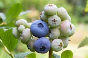 Blueberries On Bush