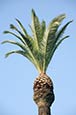 Thumbnail image of Palm