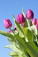 Thumbnail image of Tulips