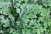 Selaginella Martensii (variegated Spikemoss, Martens