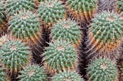 Thumbnail image of Mammillaria compressa cactus