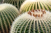 Echinocactus Grusonii, Golden Barrel Cactus