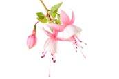 Thumbnail image of Fuschsia flowers and bud