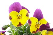 Thumbnail image of Viola cornuta