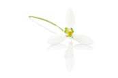 Thumbnail image of Galanthus nivalis (Common snowdrop)