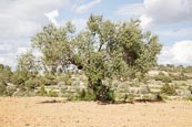 Olive Tree (Olea Europaea)