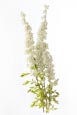 Spiraea Arguta – Bridal Wreath Flower