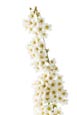 Spiraea Arguta – Bridal Wreath Flower