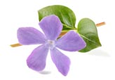 Thumbnail image of Periwinkle - Vinca minor flowers
