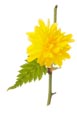 Thumbnail image of Kerria japonica 