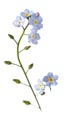 Thumbnail image of Forget Me Not flowers
