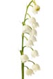 Thumbnail image of Lily of the Valley flowers