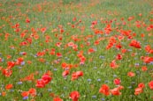 Thumbnail image of Poppies and cornflowers in meadow