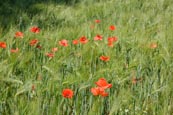 Poppies In Cornfield