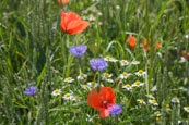 Wildflower Meadow With Poppies, Cornflowers And Chamomile Flowers