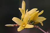 Thumbnail image of Forsythia europaea