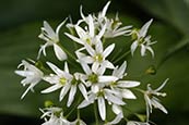 Ramsons (Wild Garlic) Allium Ursinum