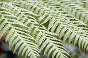 Thumbnail image of Tasamanian Tree fern - Dicksonia antarctica