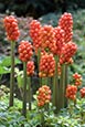 Thumbnail image of Lords and Ladies berries - Arum maculatum