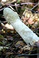 Stinkhorn (Phallus Impudicus)