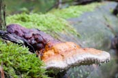 Thumbnail image of Fomitopsis pinicola - Red Banded Polypore