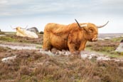 Thumbnail image of Highland Cattle on Hathersage Moor, Derbyshire, England